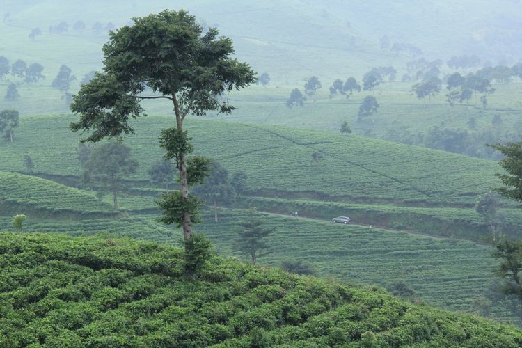 Kebun Teh Kemuning di Karanganyar, Jawa Tengah