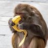 Apakah Monyet Hanya Makan Pisang?