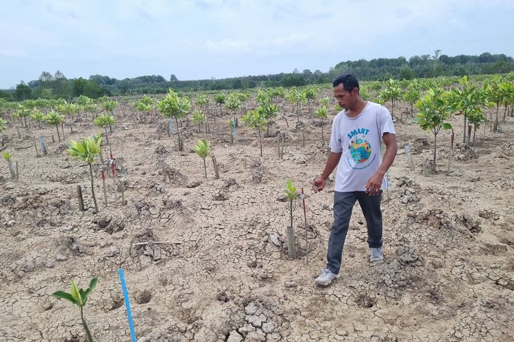 Anton Kaelani melakukan sensus tanaman mangrove yang terhampar di pesisir laut Desa Sungsang IV, Kabupaten Banyuasin, Provinsi Sulawesi Selatan, Kamis (29/8/2024).