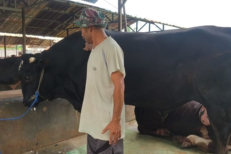 Cerita Rozi Merawat Sambo, Sapi Brangus yang Dilirik Prabowo untuk Kurban di Tangerang