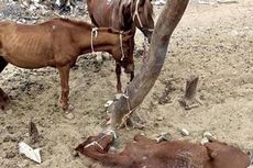 Turis Hilang, Kuda-kuda Mati Kelaparan