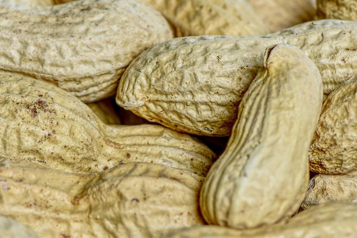 Ilustrasi kacang tanah