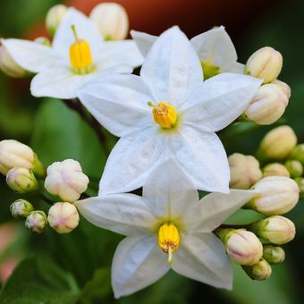 Ilustrasi bunga star jasmine.