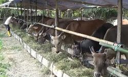 Seminggu Jelang Idul Adha, Pemprov Sulut Sumbang 30 Ekor Sapi
