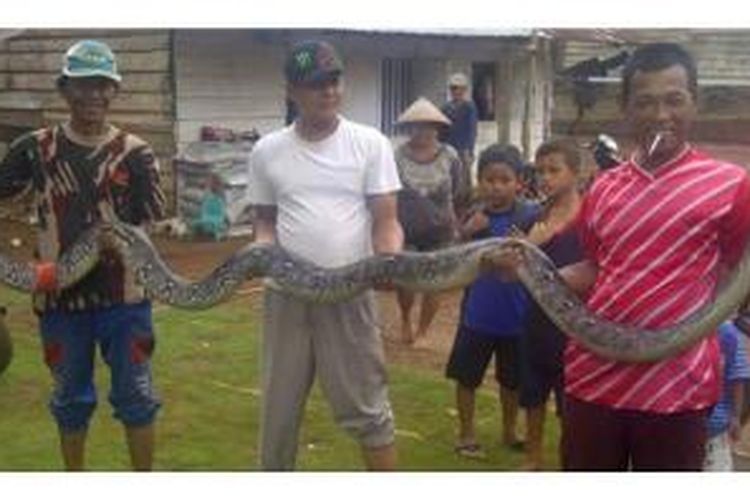 Ular piton sepanjang lima meter ditangkap warga diduga akibat banjir di beberapa wilayah di Seluma, ular ini naik menuju daerah kering.