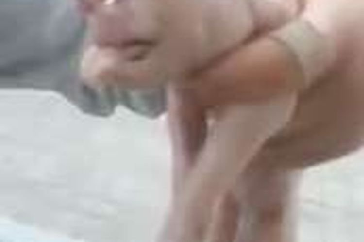 Anak babi di China ini memiliki wajah seperti manusia dan penis tumbuh di dahinya.