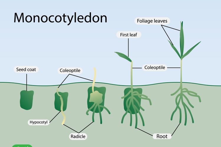 Ilustrasi tumbuhan monokotil