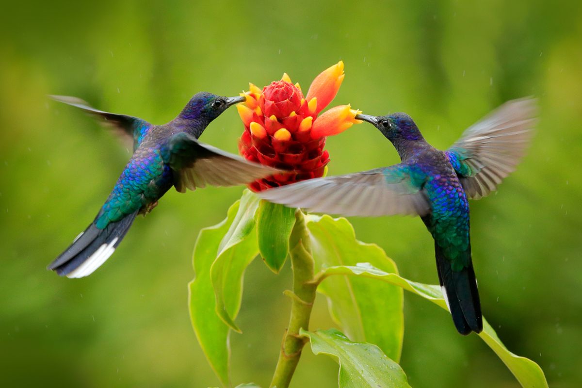 Ilustrasi burung kolibri blue violet sabrewing.