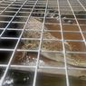 Pelihara Buaya dari Sekecil Tokek Kini 2 Meter, Pemilik Ngeri dan Serahkan ke BKSDA Yogyakarta