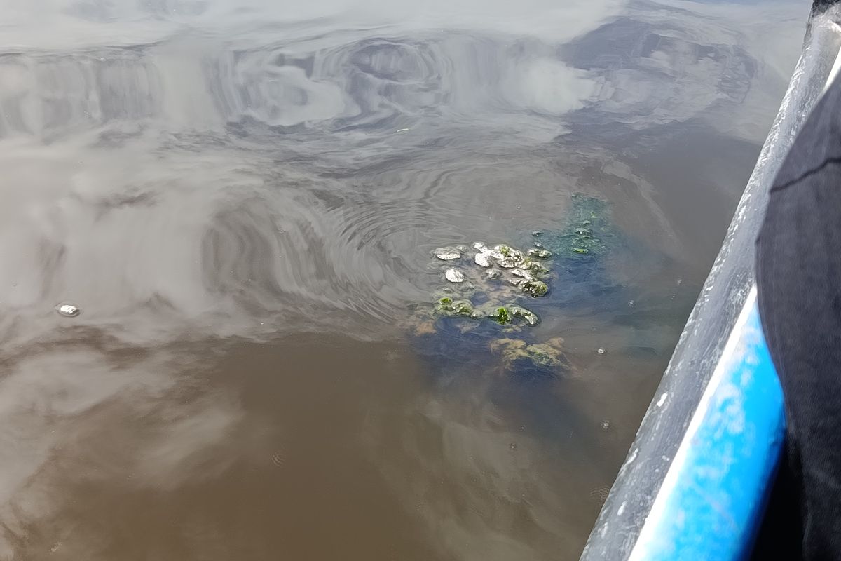 Alga, salah satu faktor yang menghambat pertumbuhan tanaman mangrove di Pulau Serangan, Bali. Foto ini diambil pada Jumat (5/12/2025).
