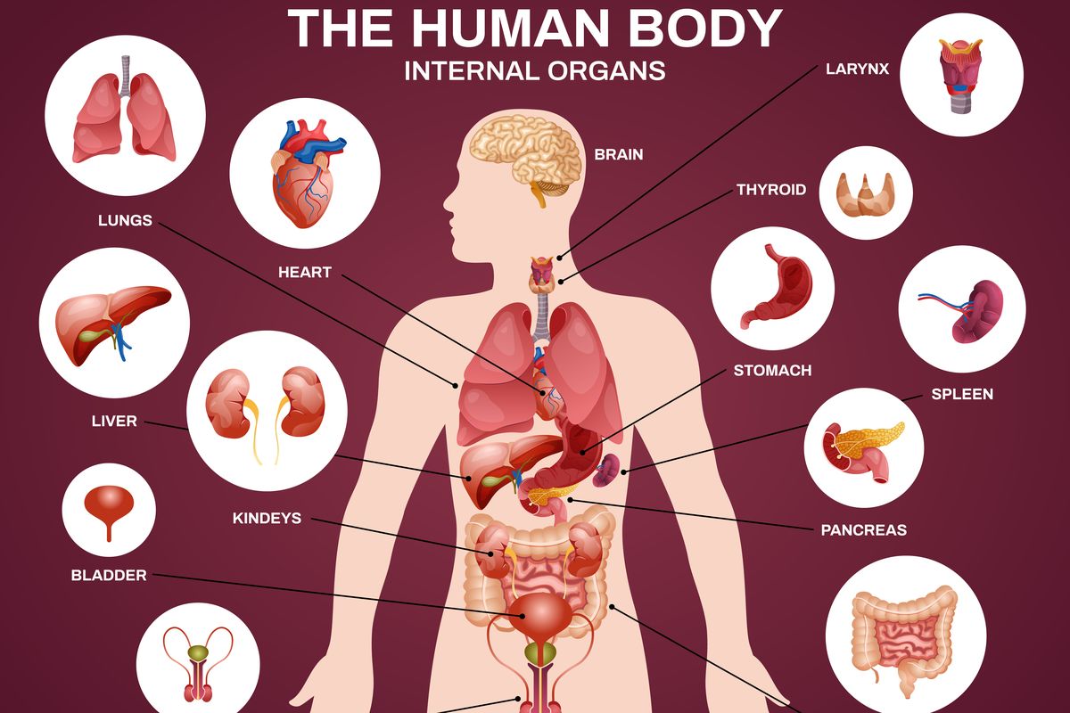 ilustrasi organ tubuh manusia