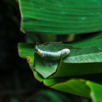 Serangan ulat penggulung daun pisang