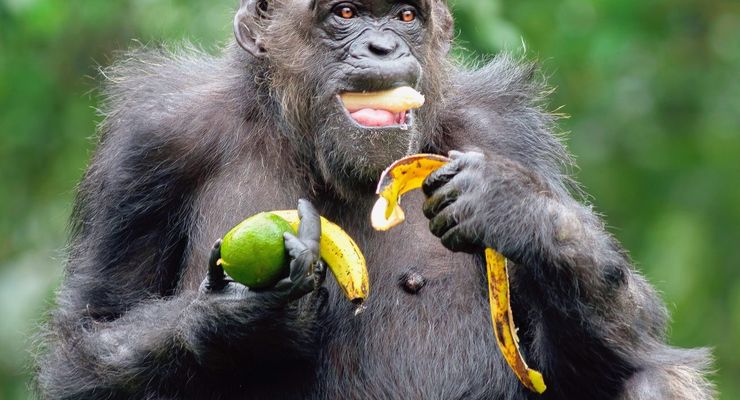 Alkohol dalam Buah, Simpanse Ternyata Minum Setara Dua Gelas Sehari