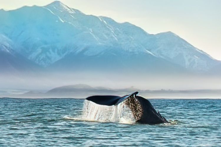 Whale Watching, Kaikoura, Selandia Baru.