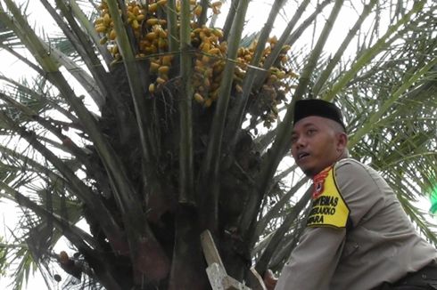 Polisi Ini Rawat Kurma di Halaman Masjid hingga Berbuah Lebat