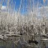 Berbagai Ancaman Kerusakan Ekosistem Mangrove di Indonesia