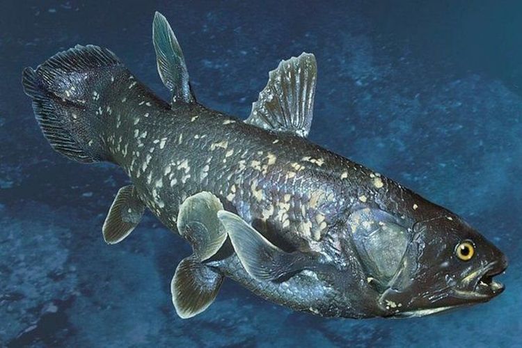 Coelacanth ditemukan di sekitar garis pantai Indonesia dan Samudera Hindia.