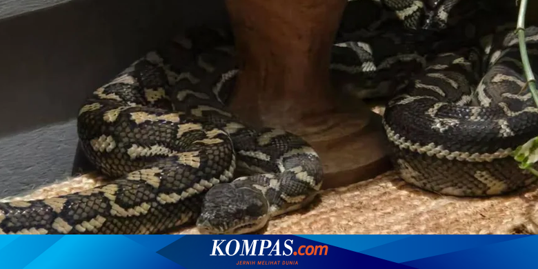 Penampakan Ular Piton di Rumah Warga Brisbane, Australia
