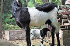 Fungsi Persilangan Kambing Etawa Murni dengan Kambing Jawa untuk Kurban