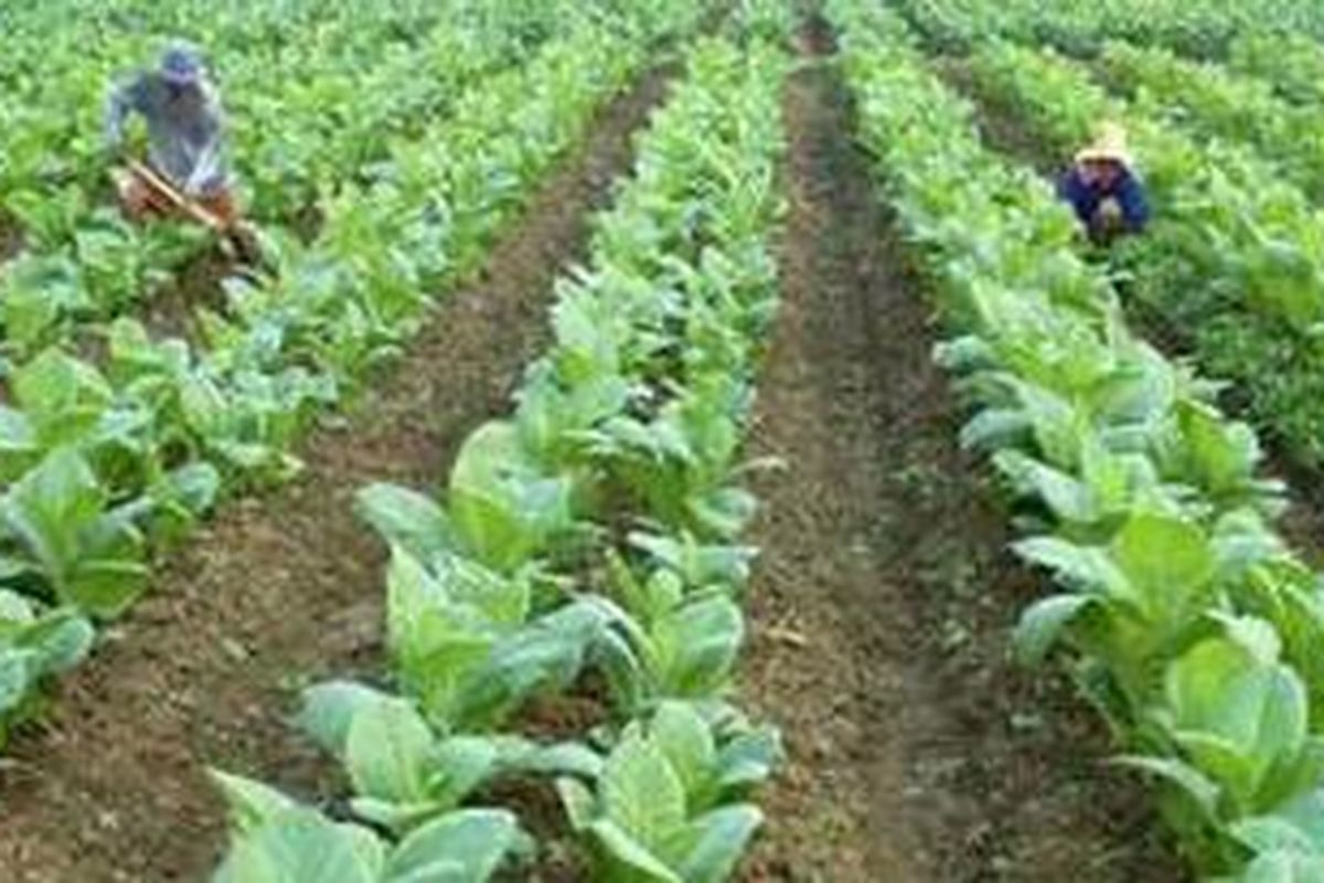 Areal tanaman tembakau.