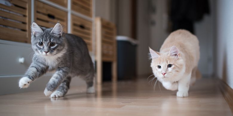 Ilustrasi <a href='https://pontianak.tribunnews.com/tag/kucing' title='kucing'>kucing</a> berlari tak tentu arah.