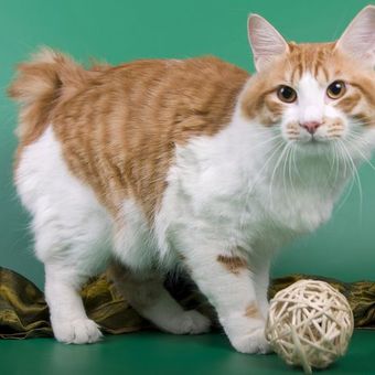 6 Ras Kucing Bobtail yang Unik dan Menggemaskan