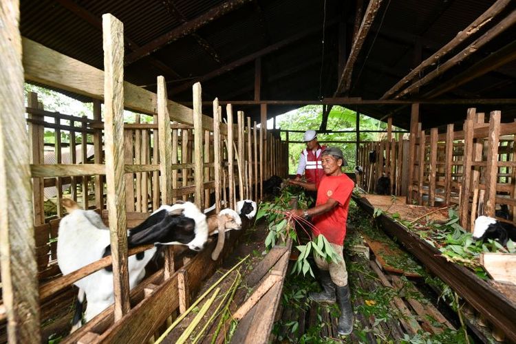 Marsuto, salah satu warga Desa Jembayan memberi pakan ternak kambing hasil kerja sama dengan PT MHU.