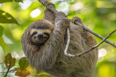 Disebut Hewan Pemalas, Berikut Beberapa Fakta Unik tentang Kungkang atau Sloth