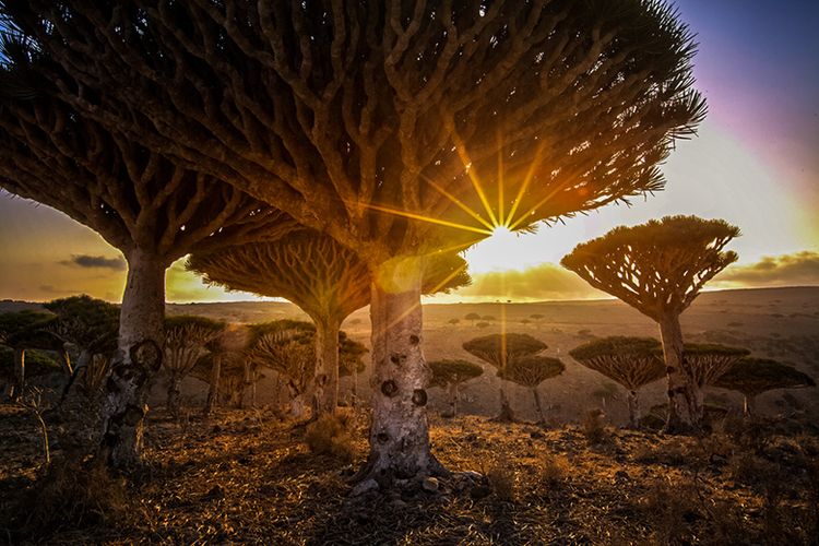 Pohon Darah Naga yang Unik di Socotra, Yaman.