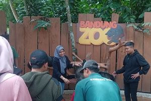 Dana Yayasan Disebut Menipis, Karyawan Bandung Zoo Urunan Beli Pakan Satwa