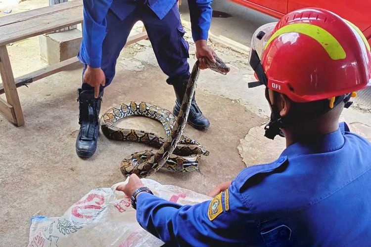 Sejumlah petugas Damkar sedang mengevakuasi ular sanca yang ditemukan di halaman rumah warga Desa Pasir Mukti, Kecamatan Citeureup, Kabupaten Bogor, Jawa Barat, pada Sabtu (12/3/2022).