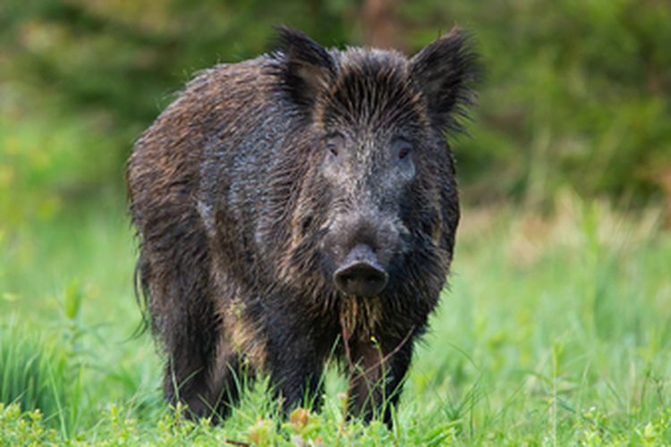Ilustrasi hama babi hutan