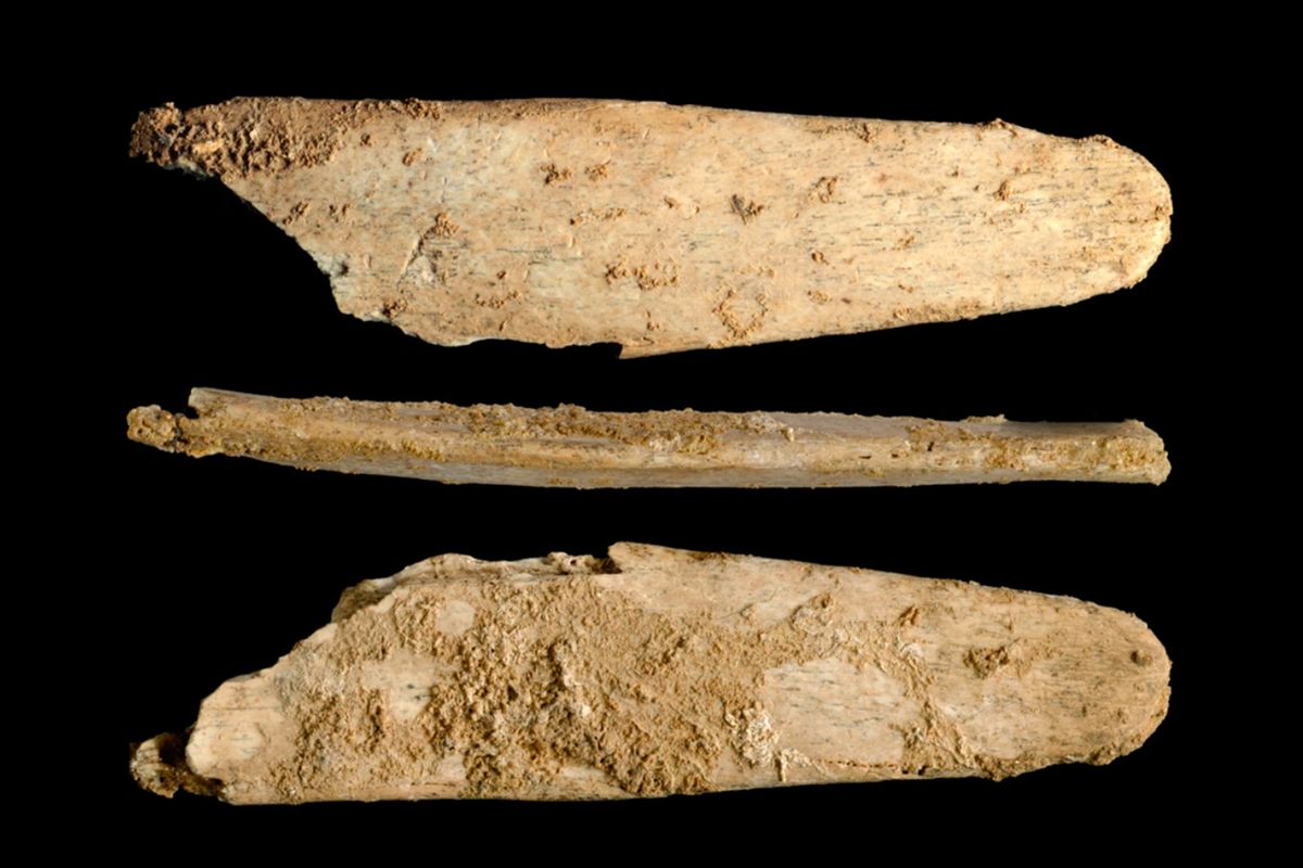 Neanderthal memilih tulang hewan tertentu saat akan membuat alat penghalus kulit.