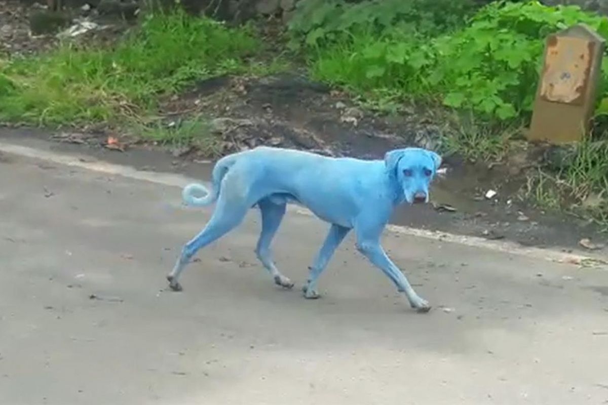 Beberapa anjing liar di Taloja, kawasan industri di Mumbai, India, yang berkeliaran dengan warna bulu biru cerah.