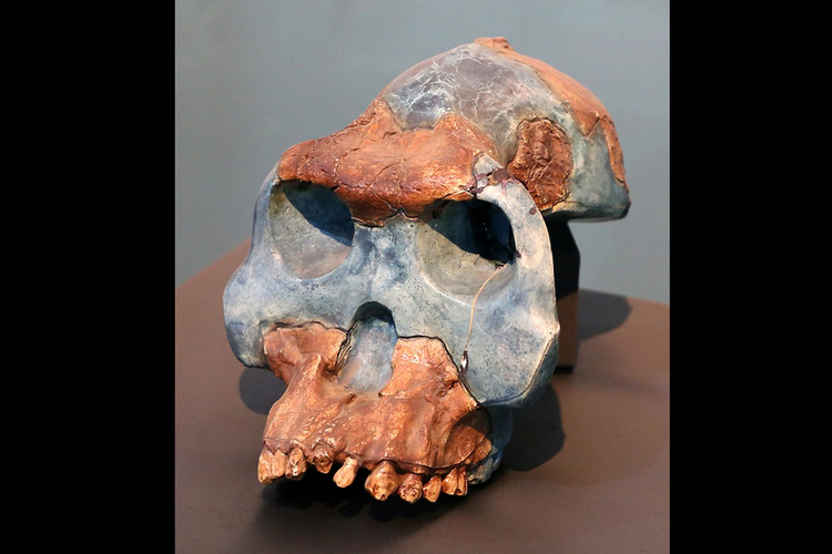 Australopithecus garhi.