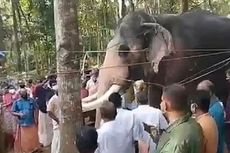 Pawangnya Meninggal, Gajah Ini Tempuh 24 Km untuk Ucapkan Selamat Tinggal