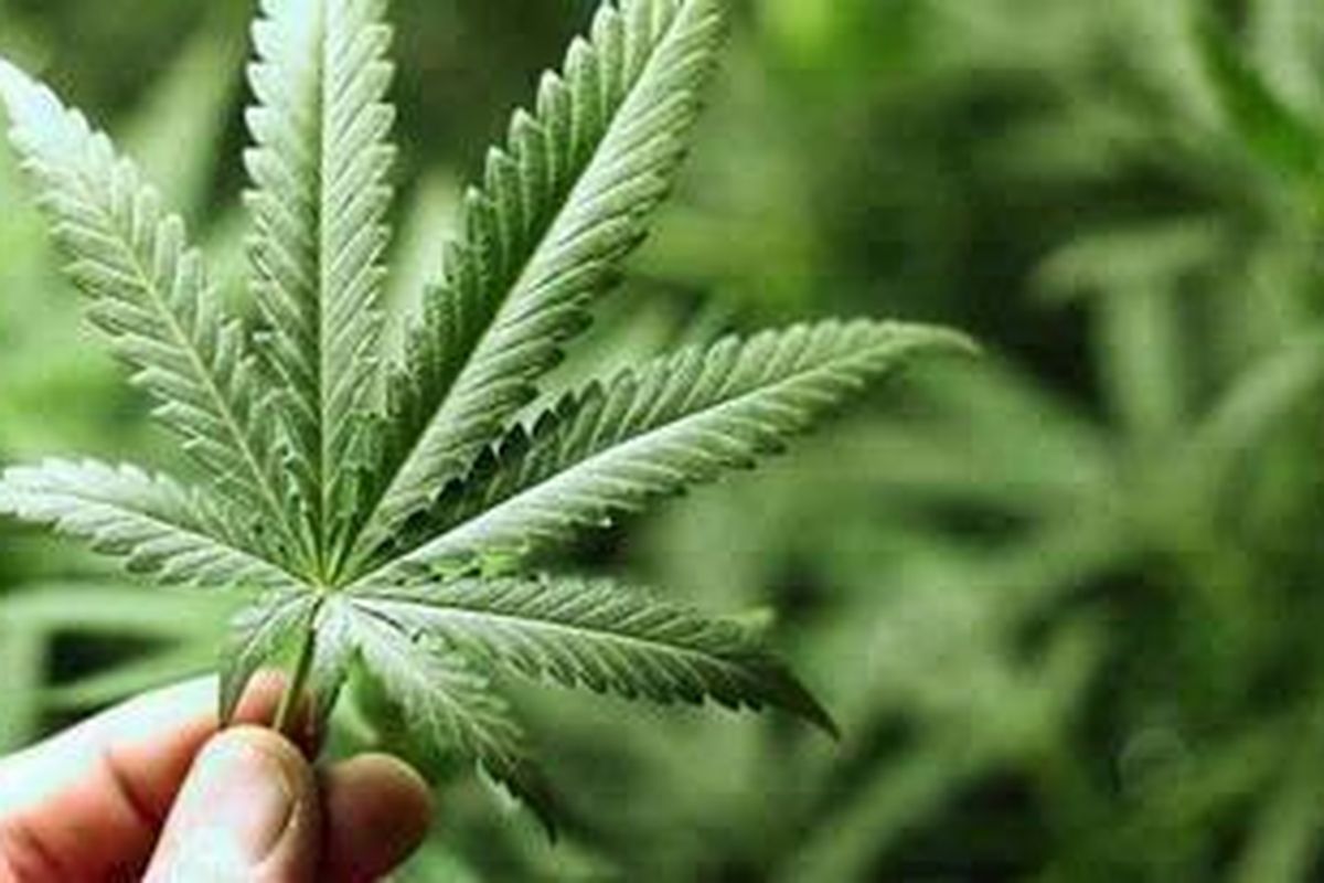 Daun ganja