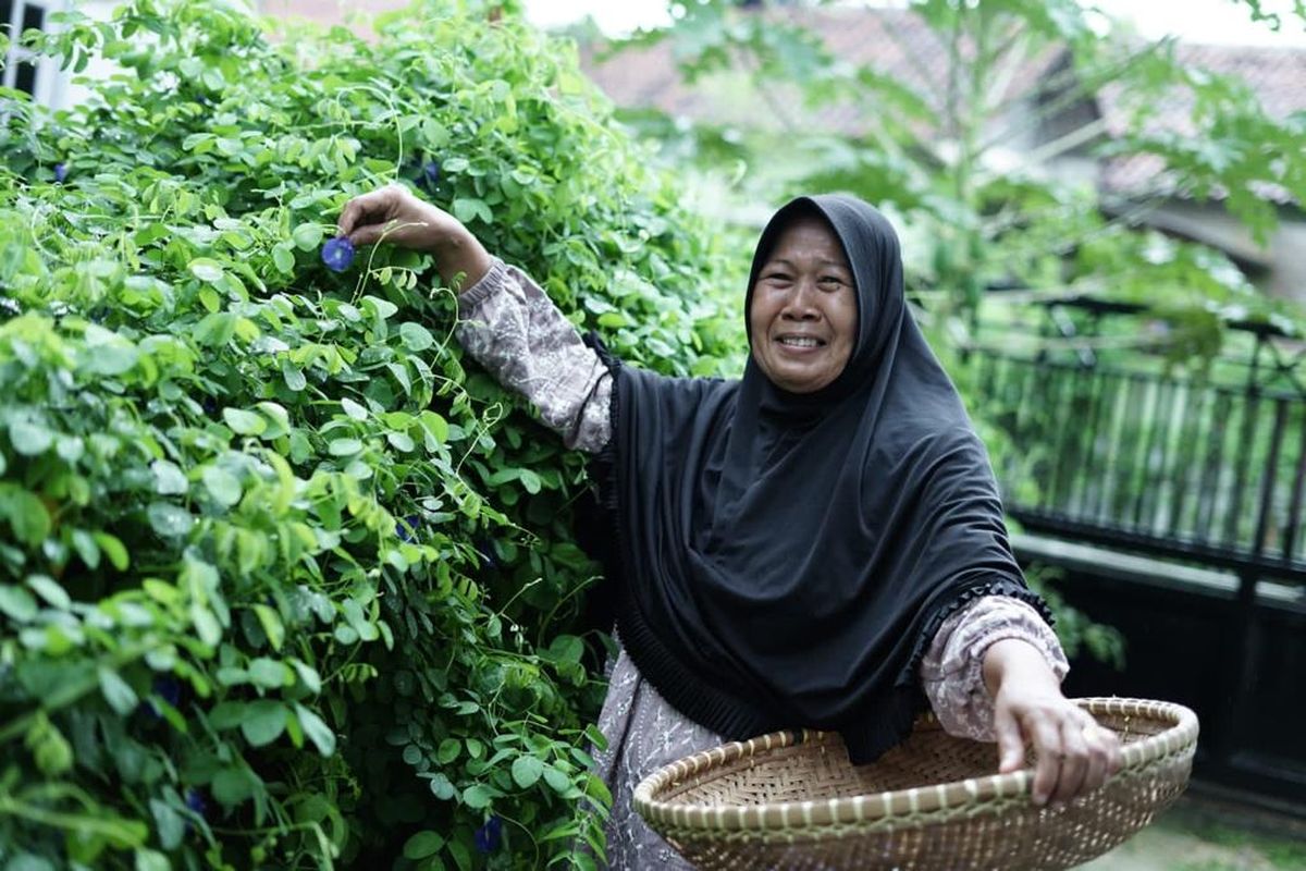 Pemberdayaan ibu-ibu untuk budi daya teh bunga telang di Rumah Momong Dompet Dhuafa.