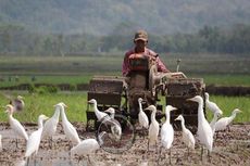 Desa Wisata Ketingan Sleman, Sensasi Melihat Burung Kuntul Langsung di Sawah