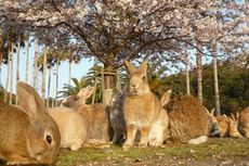 Okunoshima, Pulau untuk Pencinta Kelinci