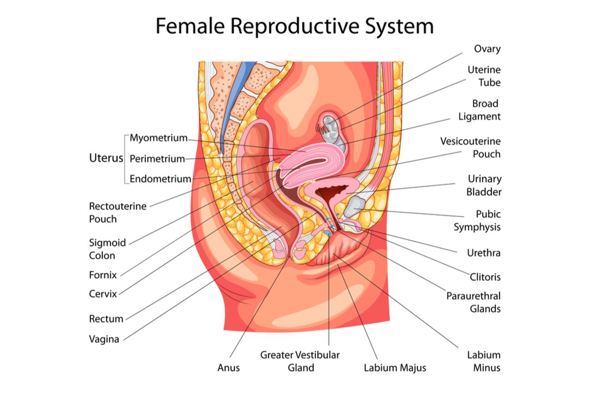 Ilustrasi organ reproduksi wanita