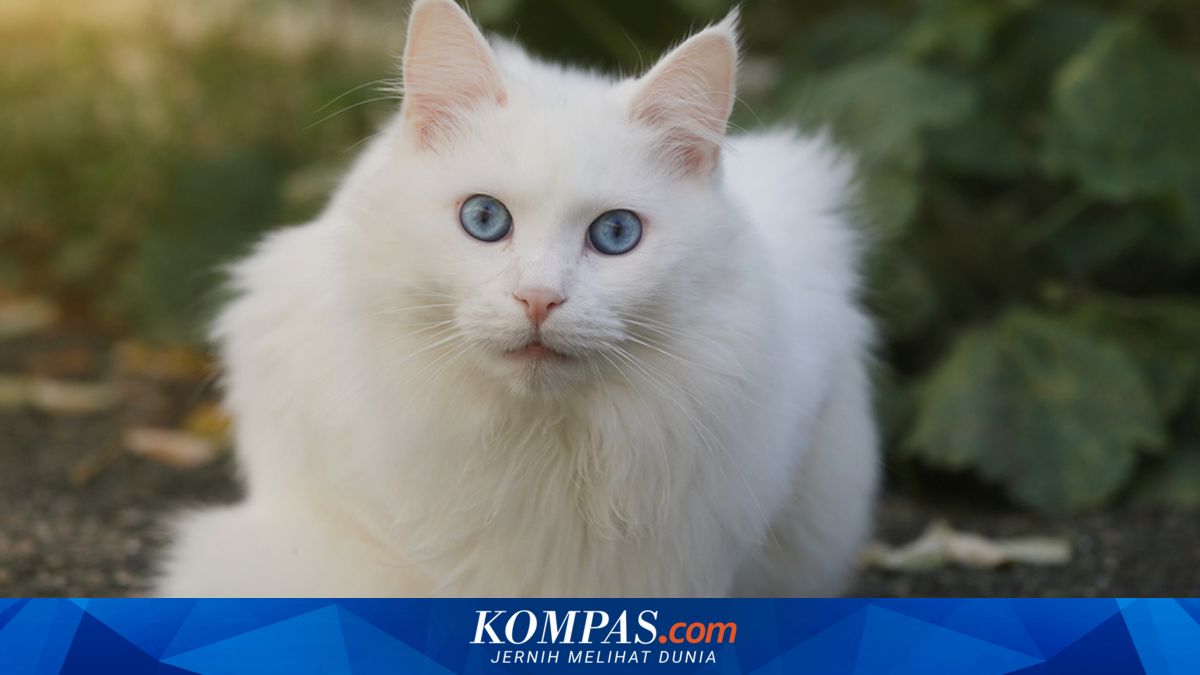 Kenali, Ini Tanda-tanda Rabies pada Kucing