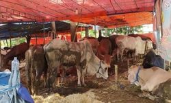 Bisnis Hewan Qurban? Perhatikan Hal Ini agar Berjalan Lancar