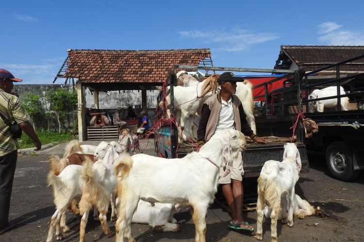 Aktivitas jual beli kambing di pasar hewan Lumajang mulai dibuka 23 Juni 2022