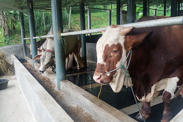 Peternak sapi perah dan potong di Kampung Cipulus, Desa Cilengkrang, Kabupaten Bandung, Jawa Barat, tak mengandalkan antibiotik atau vaksin guna menyembuhkan hewan ternak dari PMK.