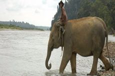 Rumah Terakhir Habitat Gajah Sumatera Terancam Tambang Batubara (2)