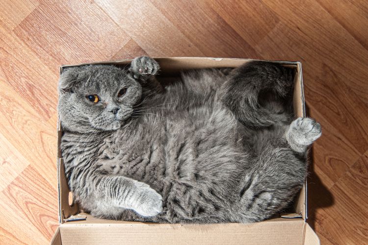 Ilustrasi kucing tidur atau bersantai di dalam kotak kardus.