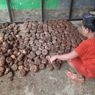 Tergiur Keuntungan Besar, Masyarakat Tanah Bumbu Kalsel Mulai Tanam Porang