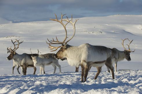 Berita Harian Dampak Perubahan Iklim Di Kutub Utara Terbaru Hari Ini Kompas Com