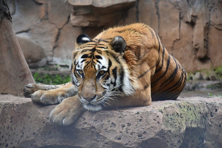 Seekor Harimau Benggala (phantera tigris) tengah berada didalam.kamdamgnya di Bandung Zoological Garden (Bazooga) atau kebun binatang Bandung. Selama penutupan di masa pandemi Bazooga melakukan efisiensi pakan satwana, apabila hingga Juli pandemi belum berakhir, Bazooga berencana memotong Rusa sebagai pakan Harimau.